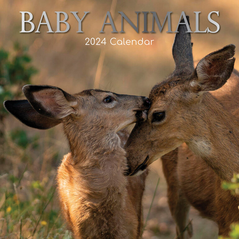 2024-square-wall-calendar-baby-animals-the-gifted-stationery-company