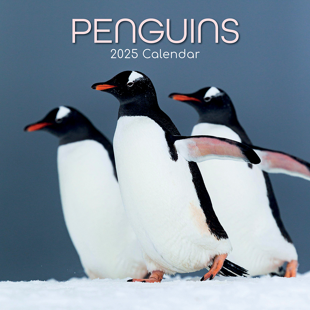 2025 Square Wall Calendar Penguins Wholesale Stationery