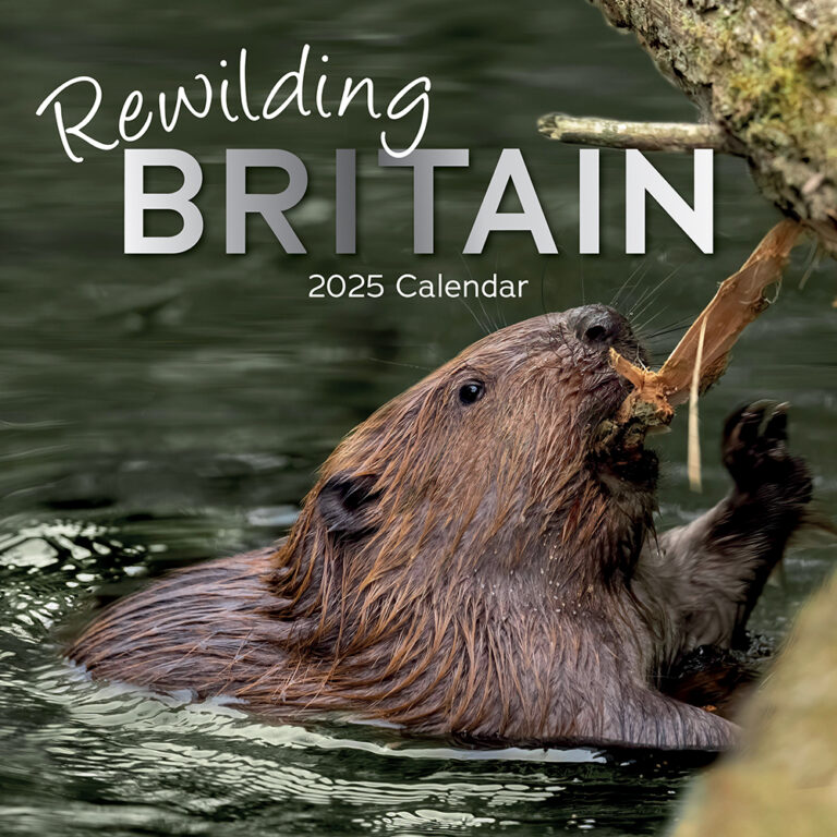 2025 Calendars In Bulk Reyna Clemmie