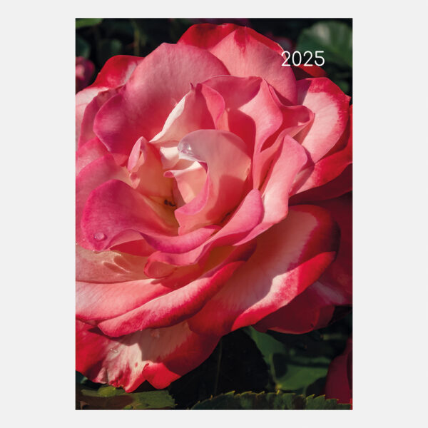 2025 A5 Padded Diary - Roses