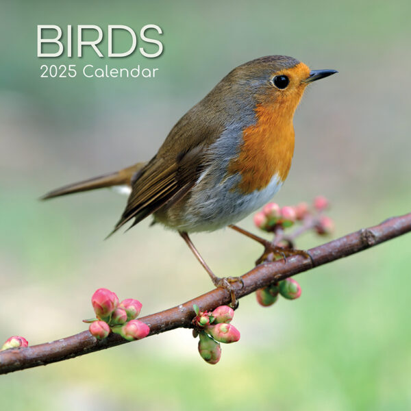 2025 Square Wall Calendar Birds Wholesale Stationery