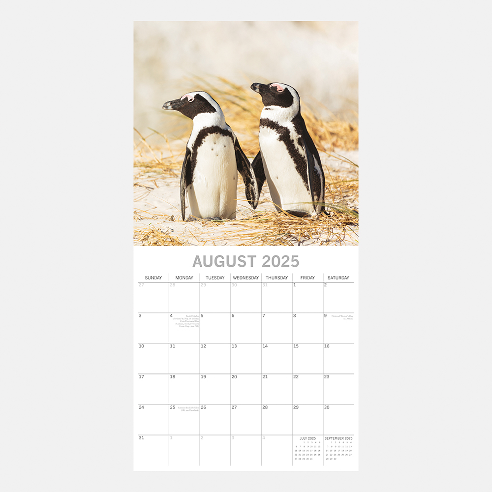 2025 Square Wall Calendar Penguins Wholesale Stationery
