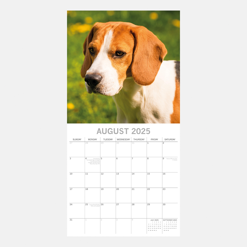 2025 Square Wall Calendar Beagles Wholesale Stationery