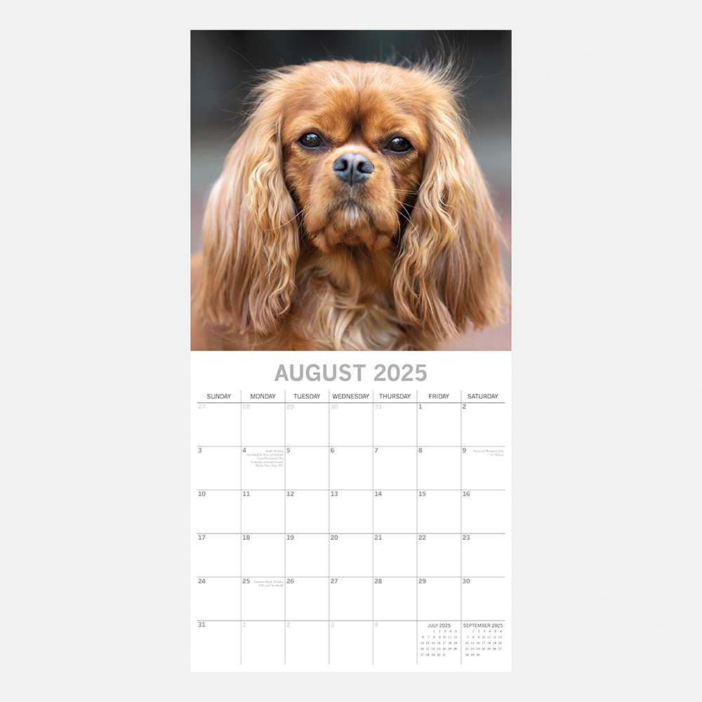 2025 Square Wall Calendar Cavalier King Charles Spaniels Wholesale