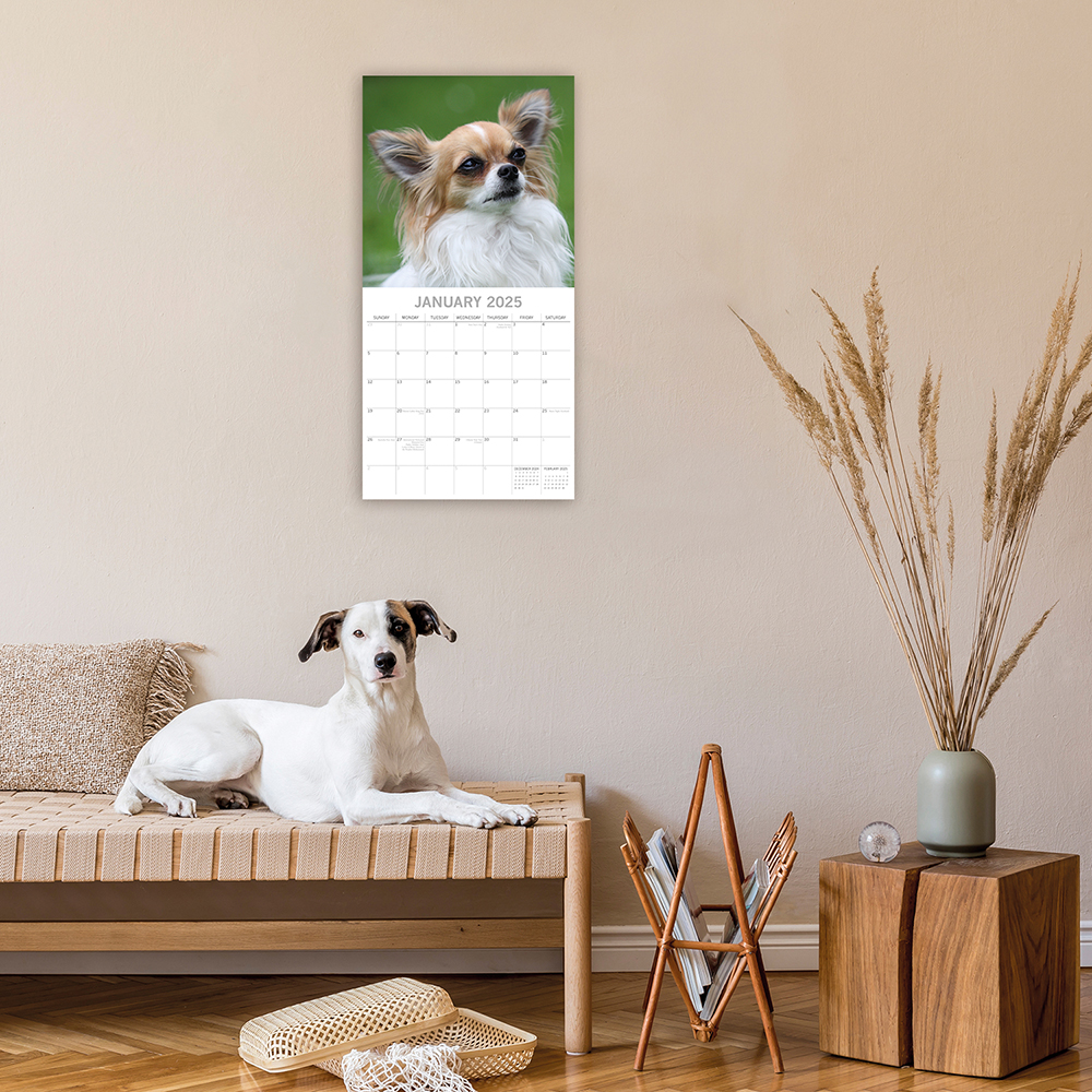 2025 Square Wall Calendar Chihuahuas Wholesale Stationery