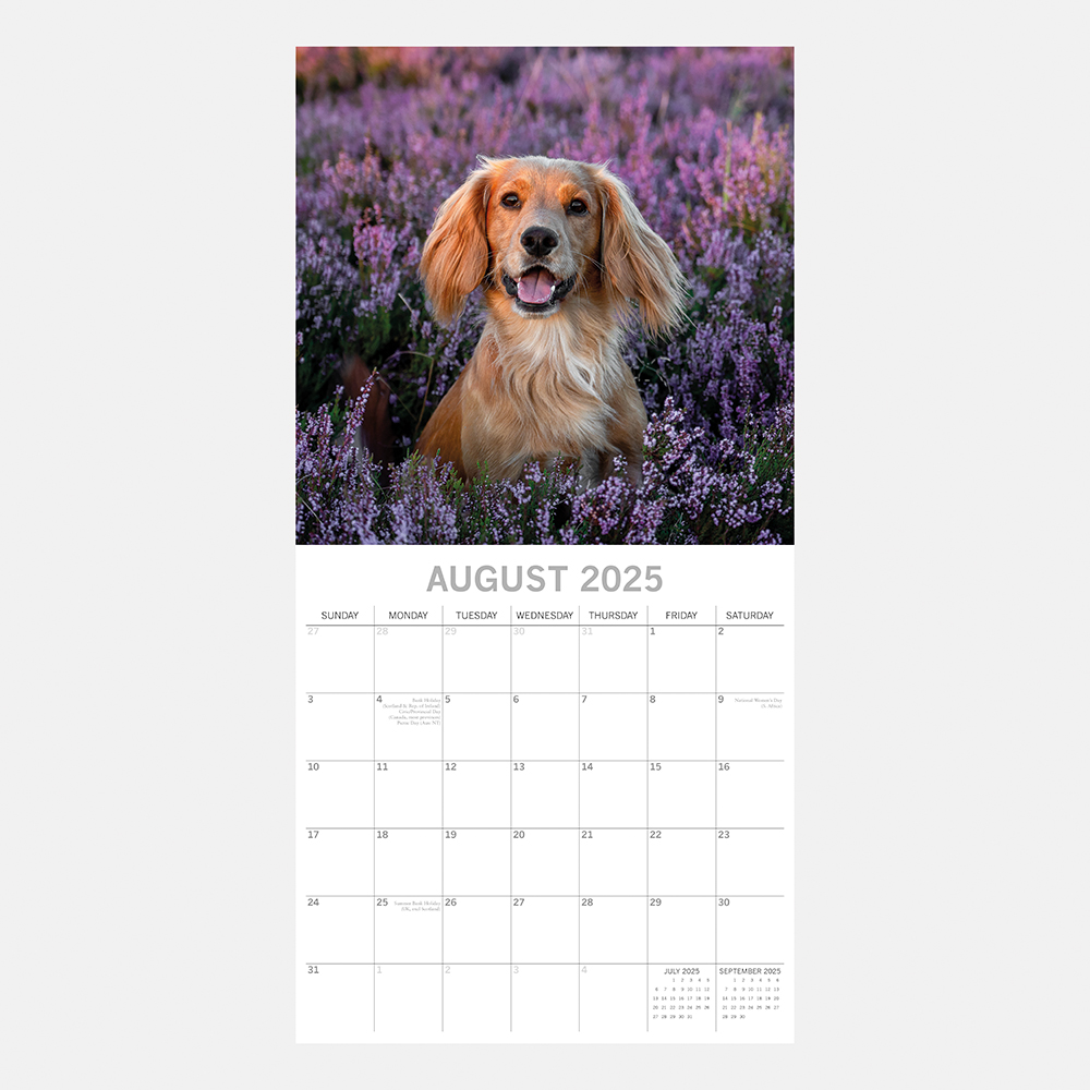 2025 Square Wall Calendar Cocker Spaniels Wholesale Stationery