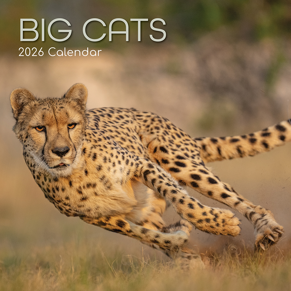 2026 Square Wall Calendar Big Cats Wholesale Stationery
