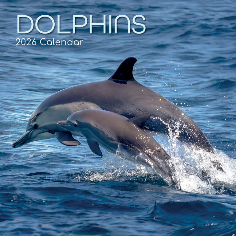 2026 Square Wall Calendar Dolphins Wholesale Stationery
