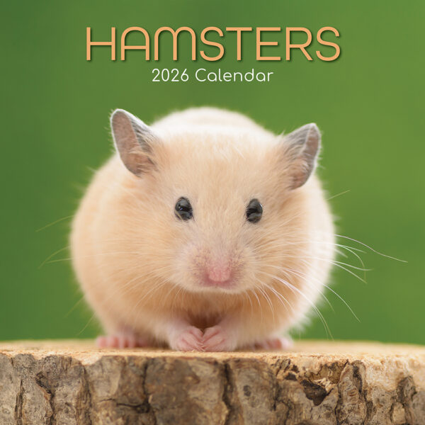 2026 Square Wall Calendar - Hamsters