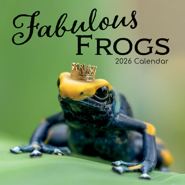2026 Square Wall Calendar - Fabulous Frogs
