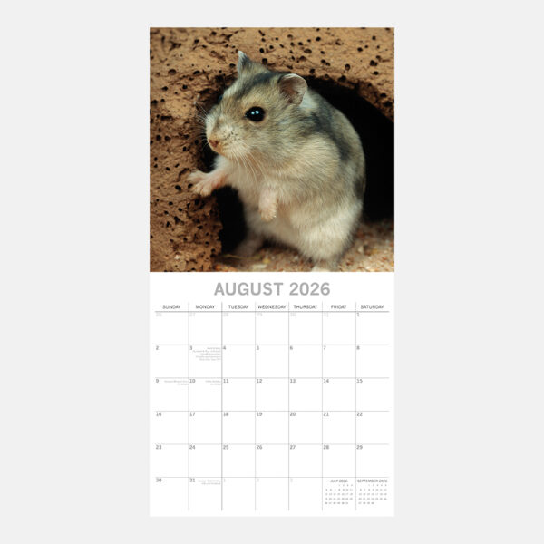 2026 Square Wall Calendar - Hamsters - Image 3