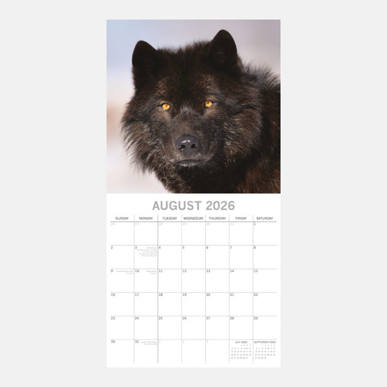 2026 Square Wall Calendar Wolves Wholesale Stationery