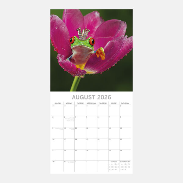 2026 Square Wall Calendar - Fabulous Frogs - Image 3