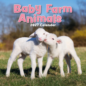 2027 Square Wall Calendar - Baby Farm Animals