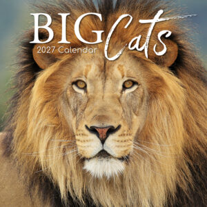 2027 Square Wall Calendar - Big Cats