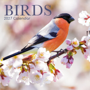 2027 Square Wall Calendar - Birds