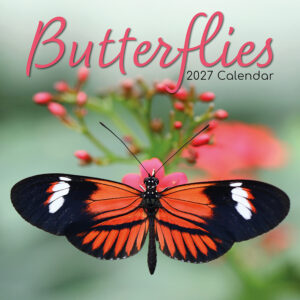 2027 Square Wall Calendar - Butterflies
