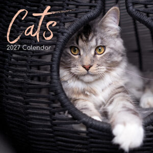2027 Square Wall Calendar - Cats