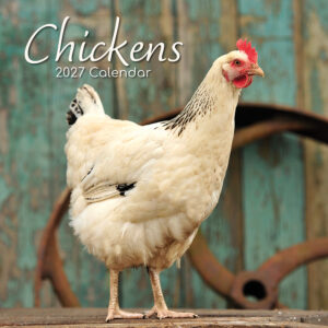 2027 Square Wall Calendar - Chickens