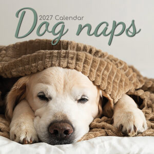 2027 Square Wall Calendar - Dog Naps