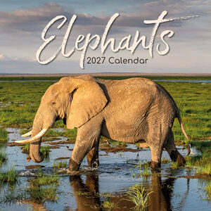 2027 Square Wall Calendar - Elephants