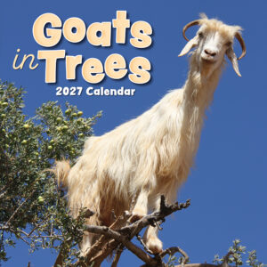 2027 Square Wall Calendar - Goats in Trees