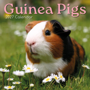 2027 Square Wall Calendar - Guinea Pigs