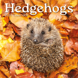 2027 Square Wall Calendar - Hedgehogs