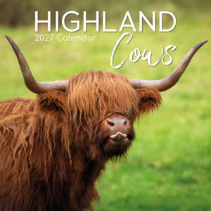 2027 Square Wall Calendar - Highland Cows