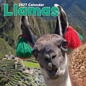 2027 Square Wall Calendar - Llamas