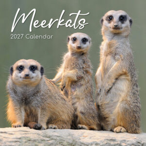 2027 Square Wall Calendar - Meerkats