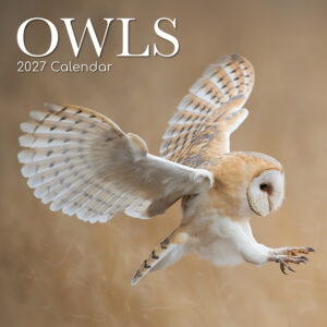 2027 Square Wall Calendar - Owls