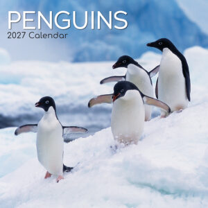 2027 Square Wall Calendar - Penguins