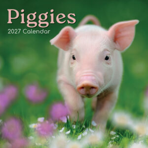 2027 Square Wall Calendar - Piggies