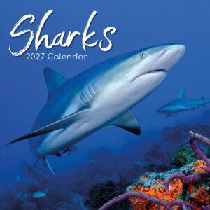 2027 Square Wall Calendar - Sharks
