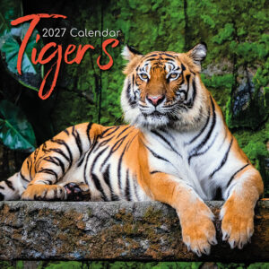 2027 Square Wall Calendar - Tigers
