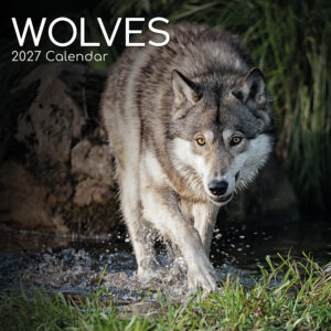2027 Square Wall Calendar - Wolves