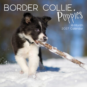 2027 Square Wall Calendar - Border Collie Puppies