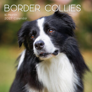 2027 Square Wall Calendar - Border Collies