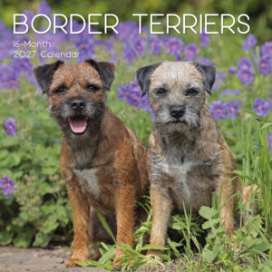 2027 Square Wall Calendar - Border Terriers