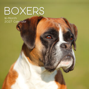 2027 Square Wall Calendar - Boxers
