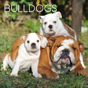 2027 Square Wall Calendar - Bulldogs