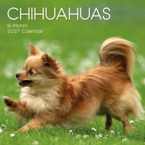 2027 Square Wall Calendar - Chihuahuas