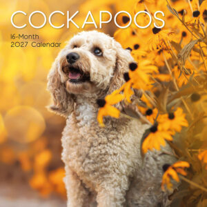 2027 Square Wall Calendar - Cockapoos