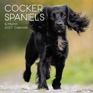 2027 Square Wall Calendar - Cocker Spaniels