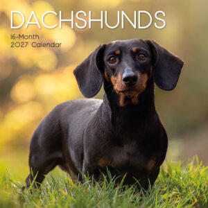 2027 Square Wall Calendar - Dachshunds