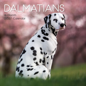 2027 Square Wall Calendar - Dalmatians