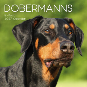 2027 Square Wall Calendar - Dobermanns