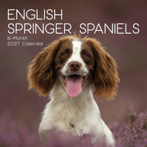 2027 Square Wall Calendar - English Springer Spaniels