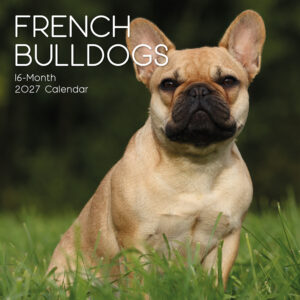 2027 Square Wall Calendar - French Bulldogs